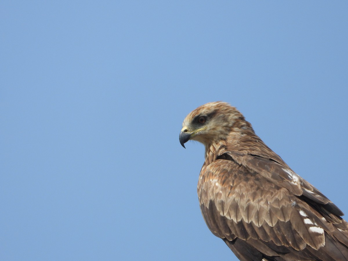 svartglente - ML644538391