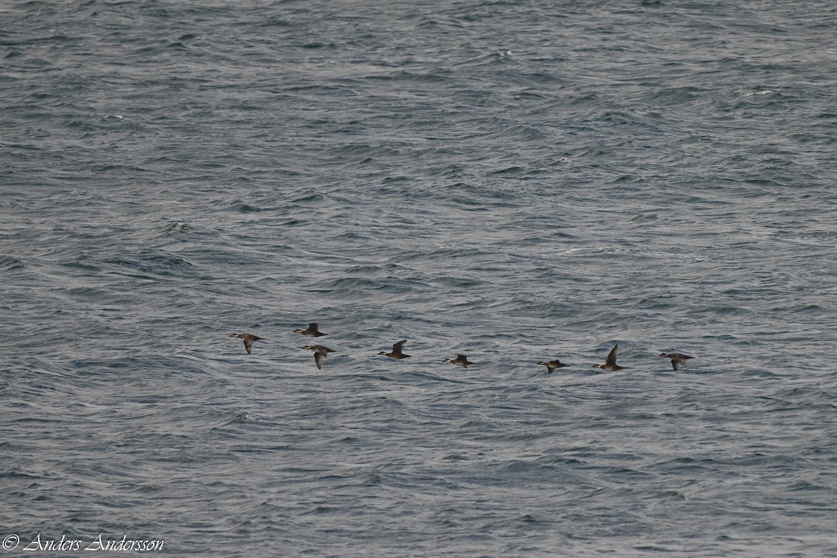 Common Scoter - ML644538393