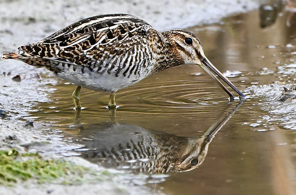 Wilson's Snipe - ML644538398
