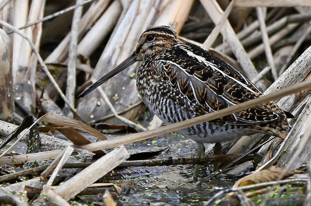 Wilson's Snipe - ML644538399