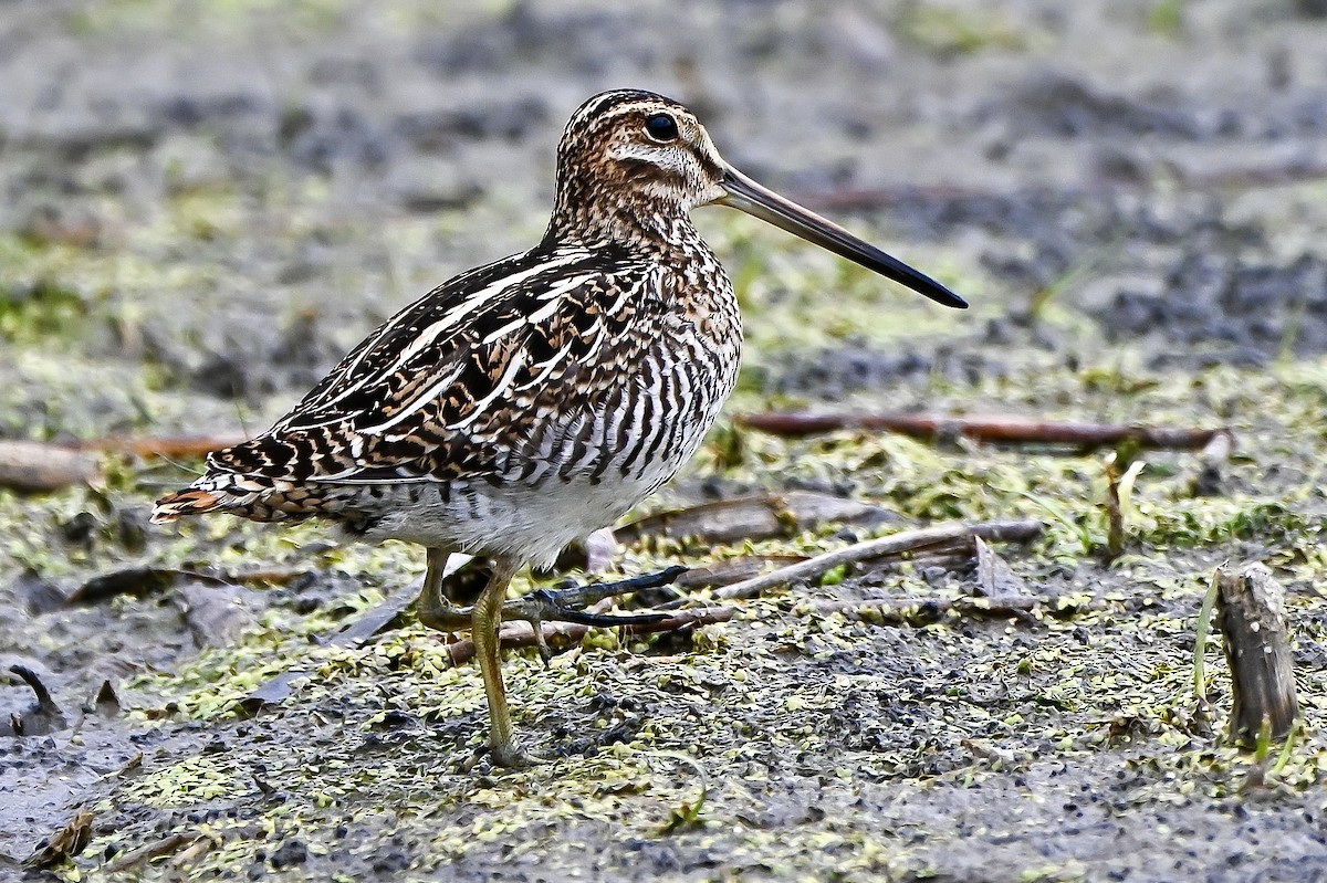 Wilson's Snipe - ML644538400