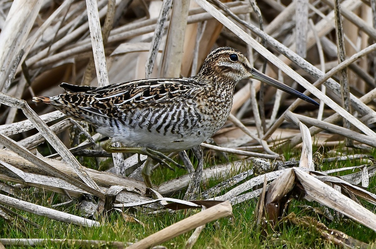 Wilson's Snipe - ML644538401