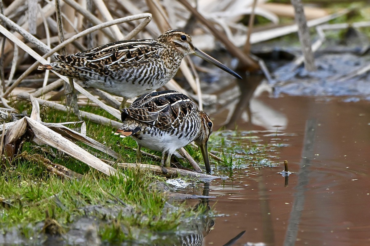 Wilson's Snipe - ML644538402