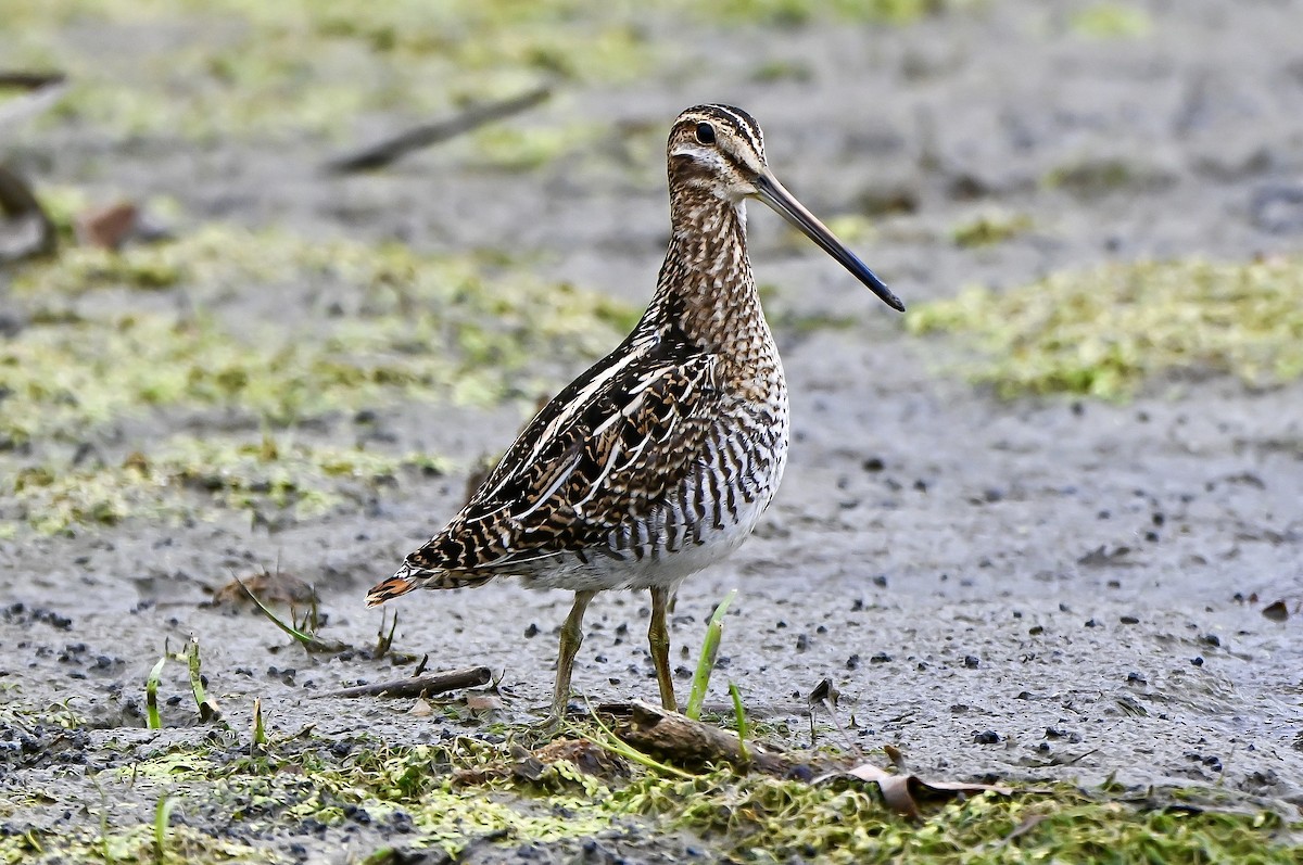 Wilson's Snipe - ML644538403