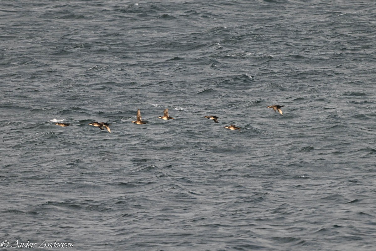 Common Scoter - ML644538404