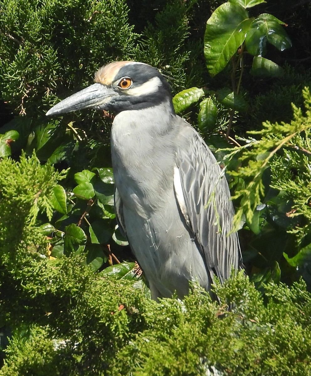 Yellow-crowned Night Heron - ML644538405