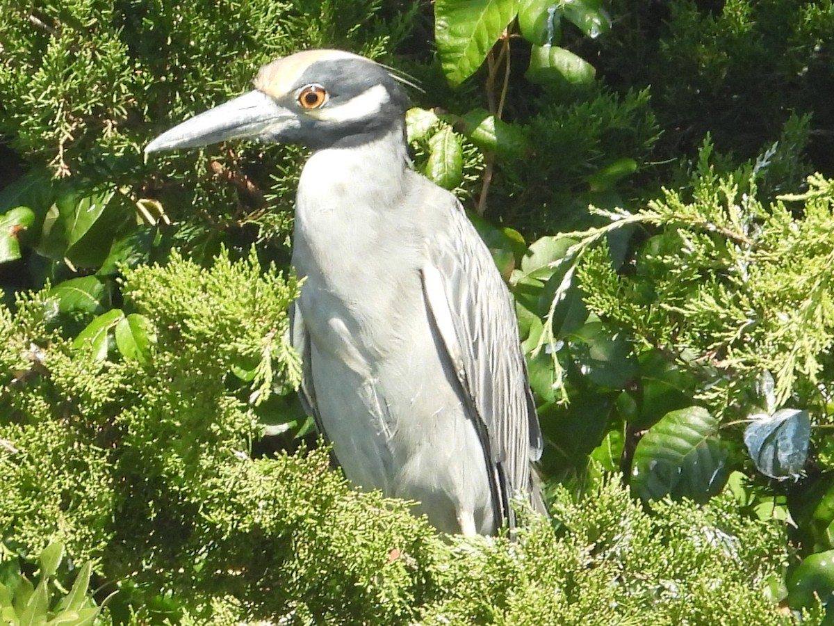 Yellow-crowned Night Heron - ML644538407