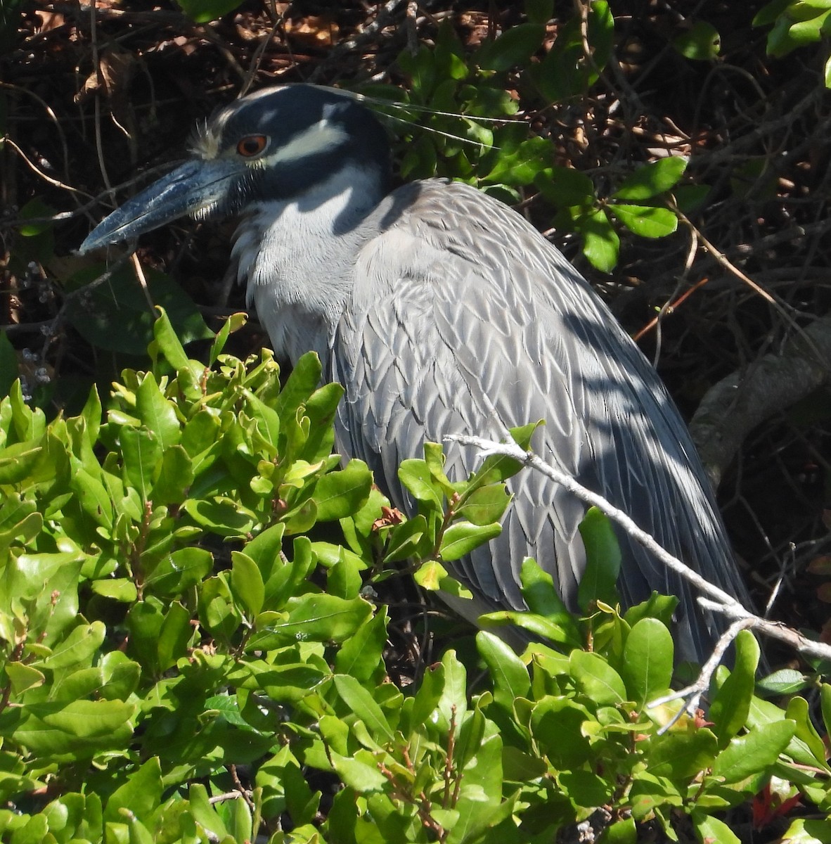 Yellow-crowned Night Heron - ML644538409