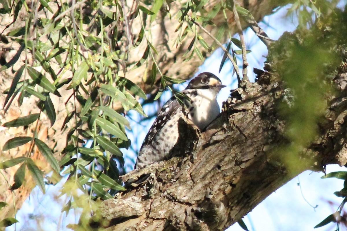 Nuttall's Woodpecker - ML64453841