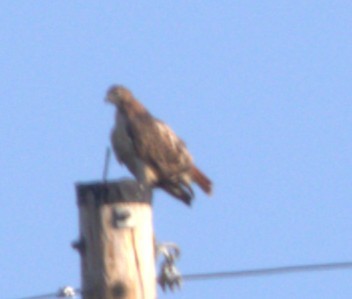 rødstjertvåk - ML644538410