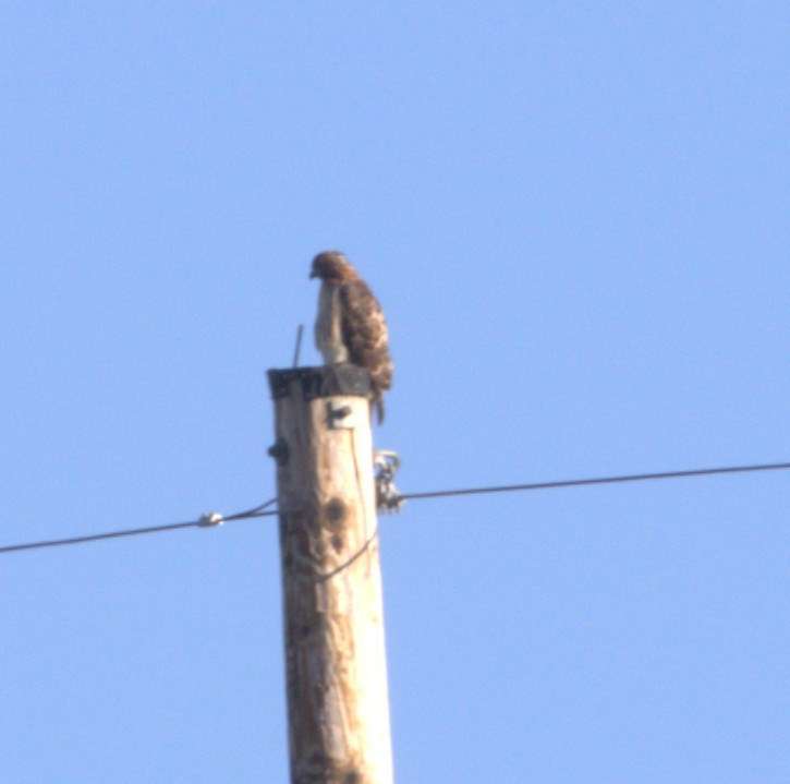 rødstjertvåk - ML644538411