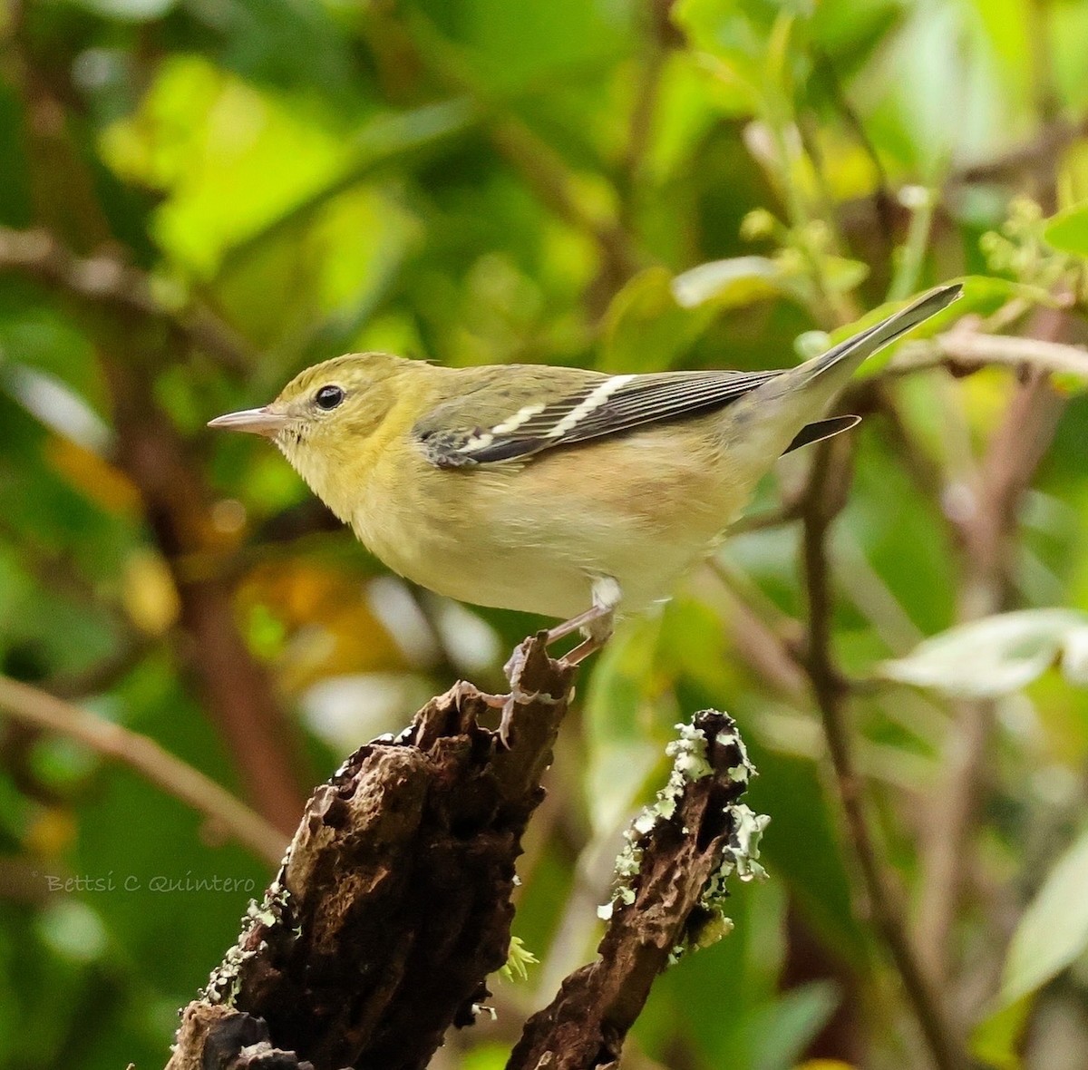 Kestane Gerdanlı Ötleğen - ML644538420