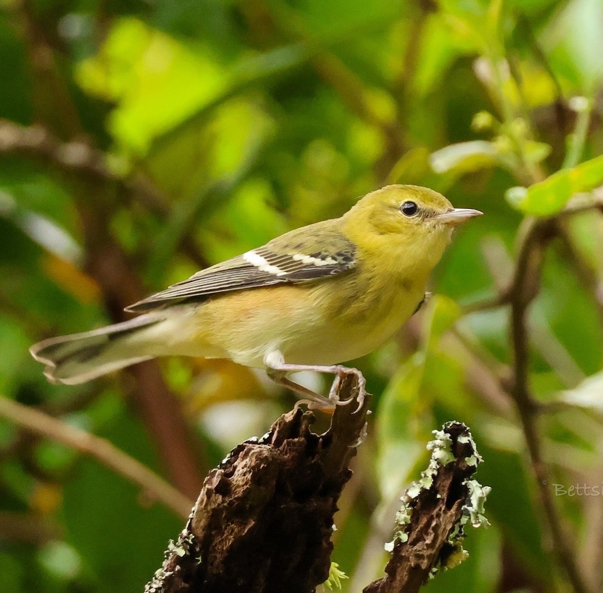 Kestane Gerdanlı Ötleğen - ML644538421