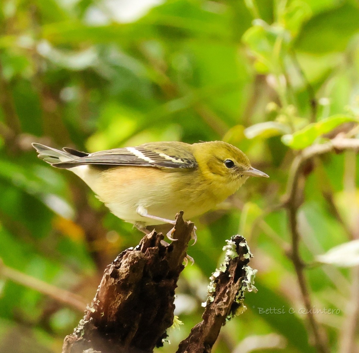 Kestane Gerdanlı Ötleğen - ML644538422