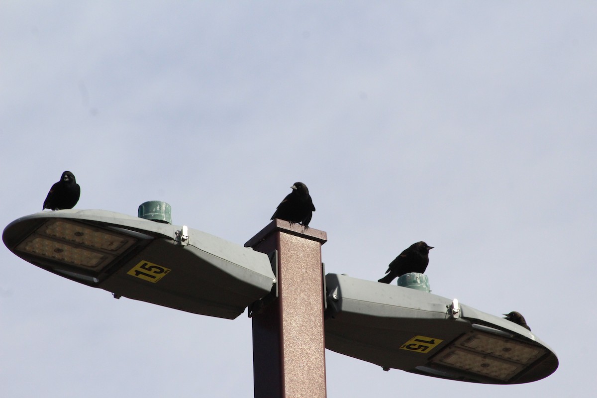 Red-winged Blackbird - ML644538434