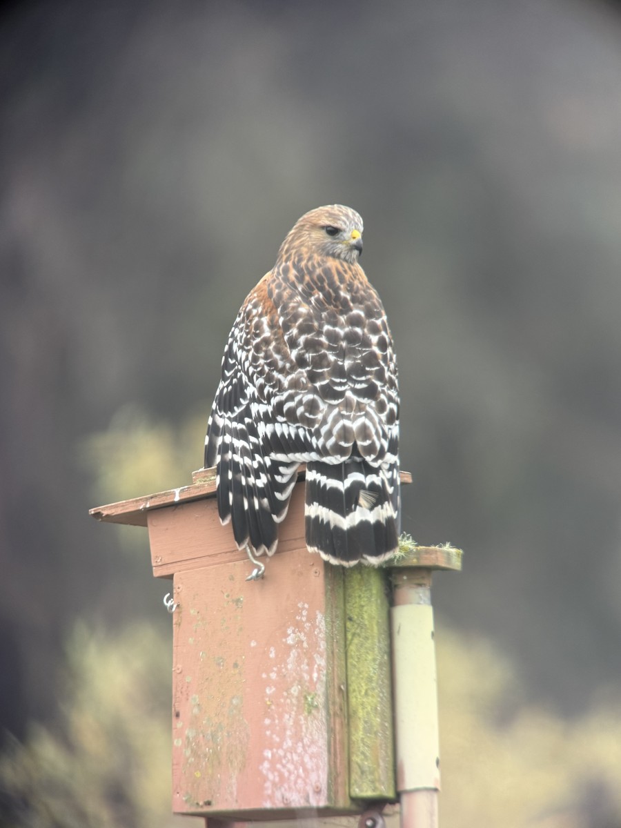 Buse à épaulettes - ML644538435