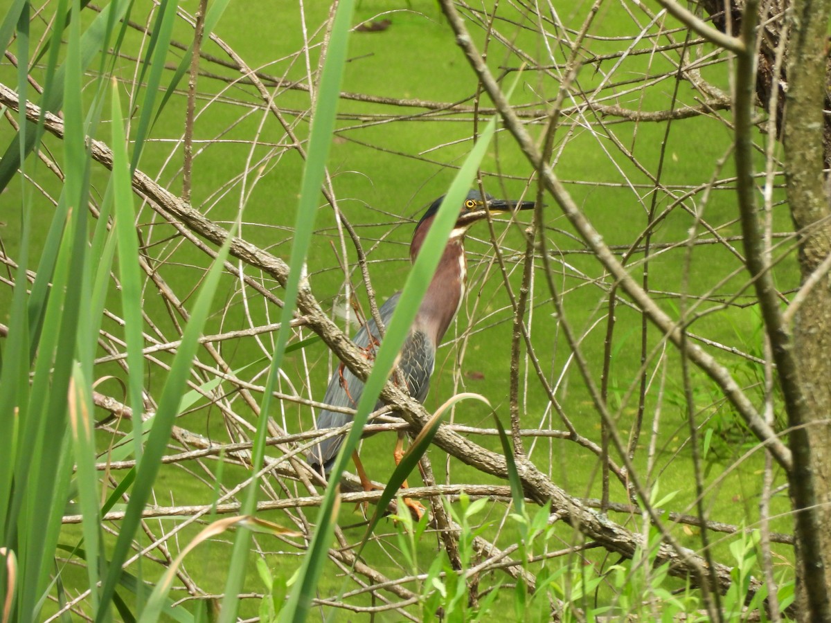 Green Heron - ML644538439