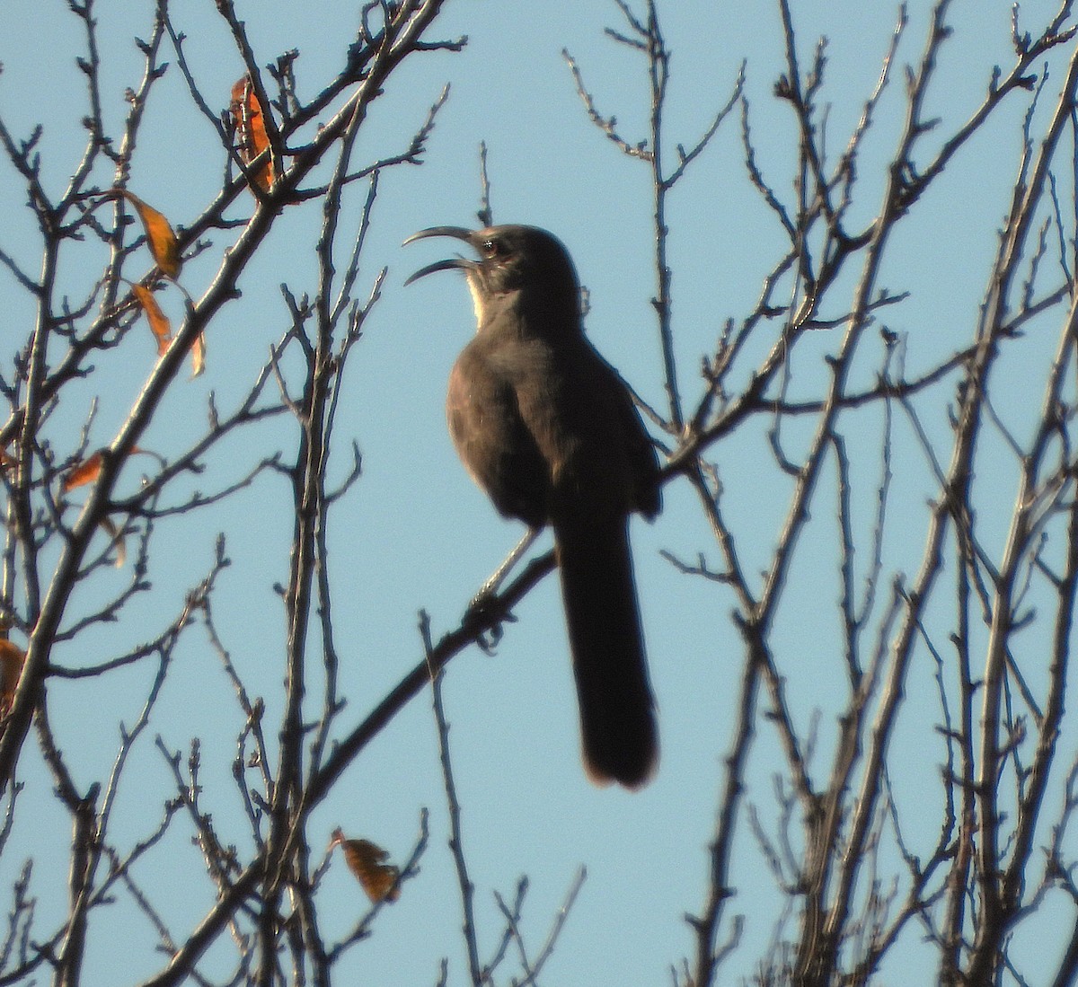 California Thrasher - ML644538441