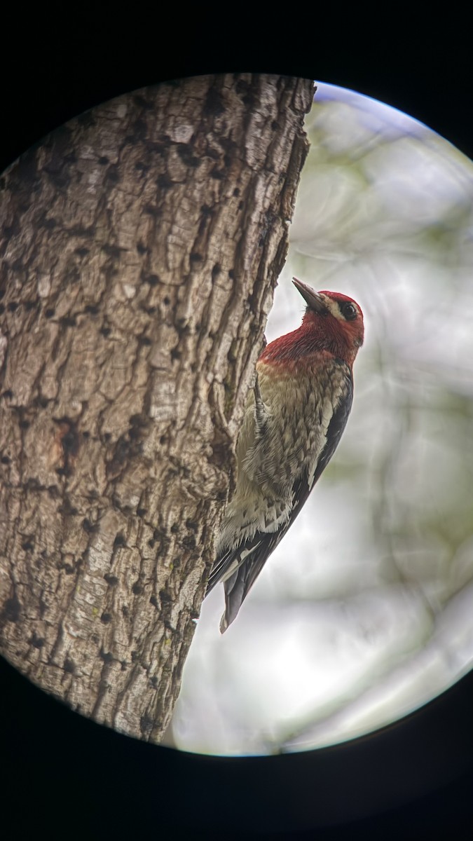Pic à poitrine rouge - ML644538442