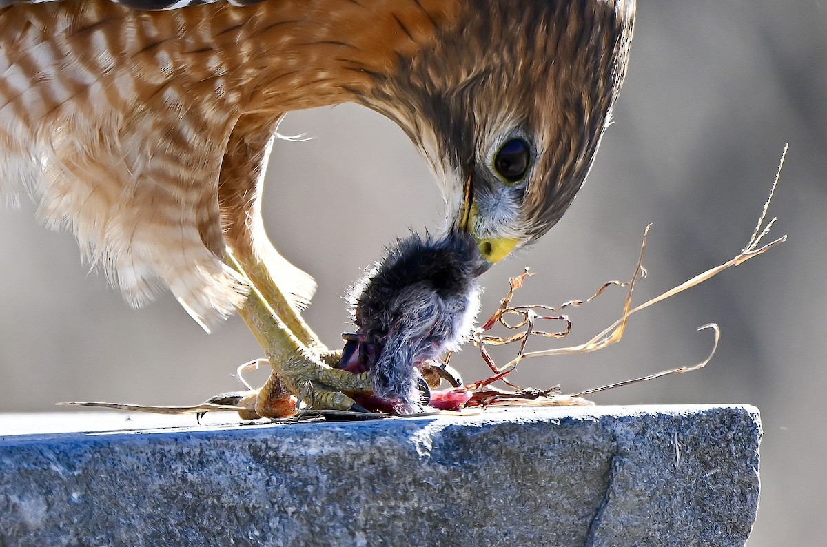 Red-shouldered Hawk - ML644538443