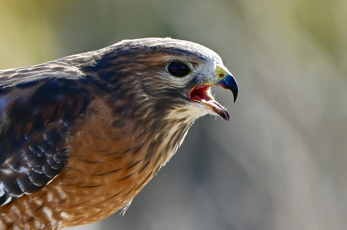 Red-shouldered Hawk - ML644538445