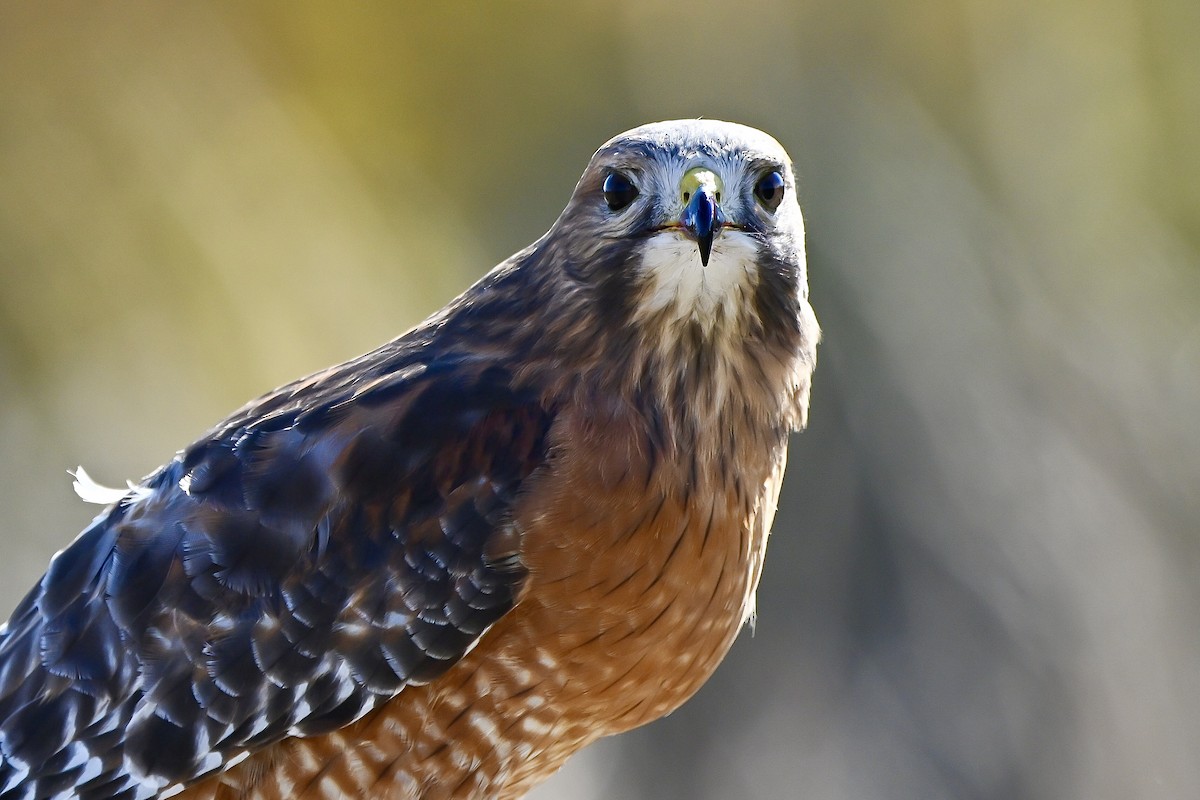 Red-shouldered Hawk - ML644538446