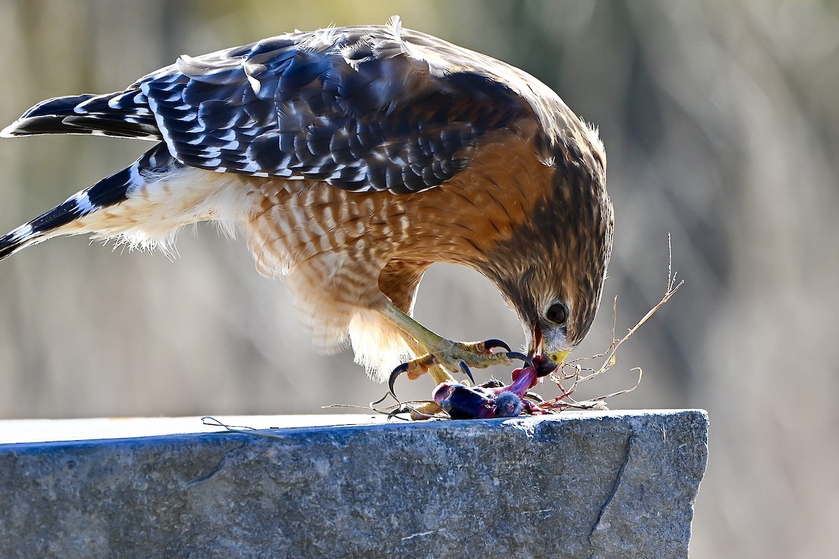 Red-shouldered Hawk - ML644538447