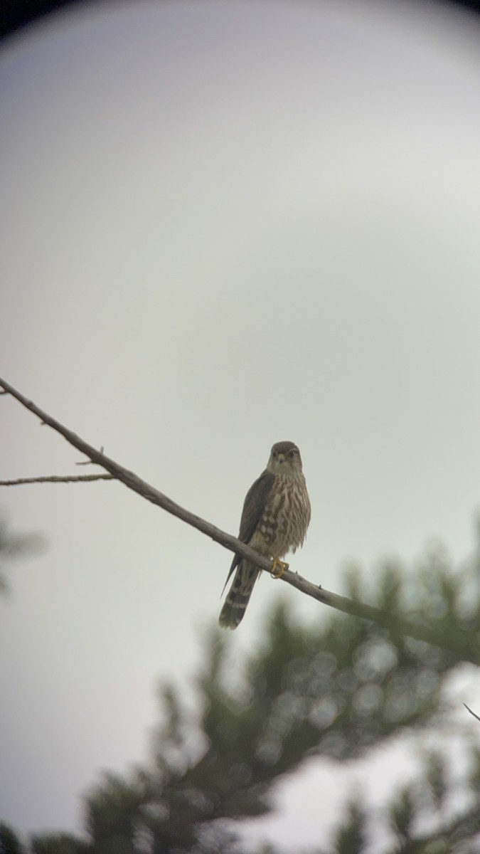 Merlin - ML644538449