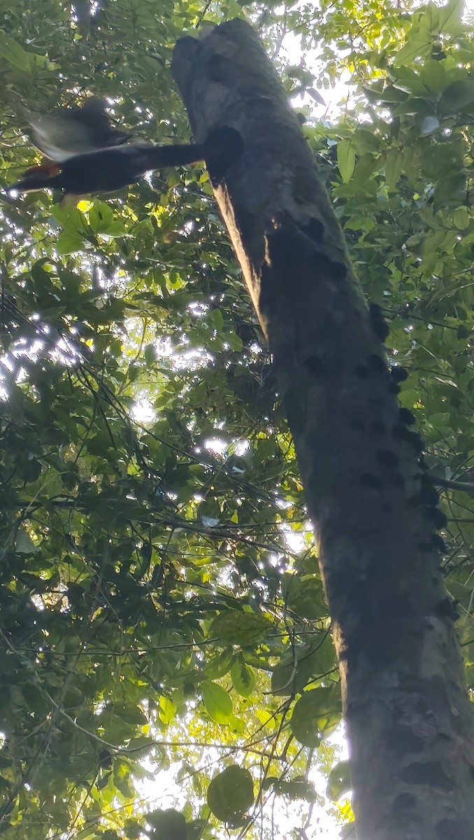 Crimson-crested Woodpecker - ML644538450