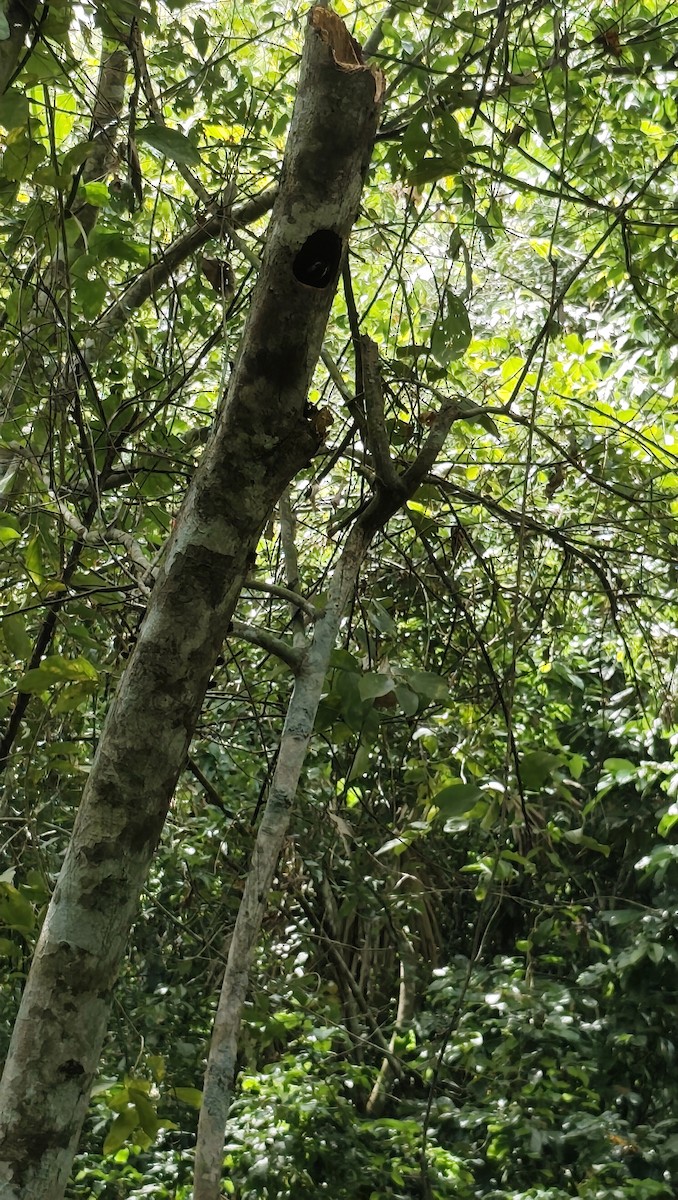 Crimson-crested Woodpecker - ML644538451