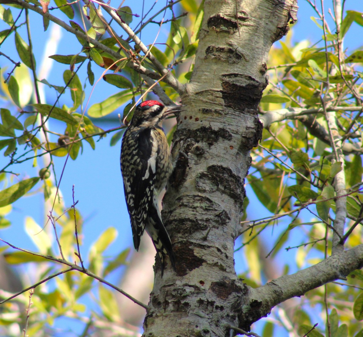 Yellow-bellied Sapsucker - ML644538452