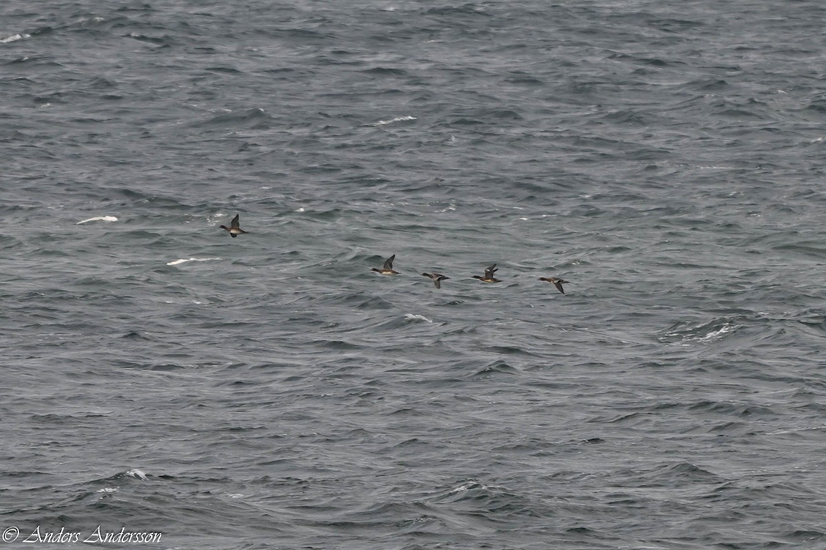 Eurasian Wigeon - ML644538454