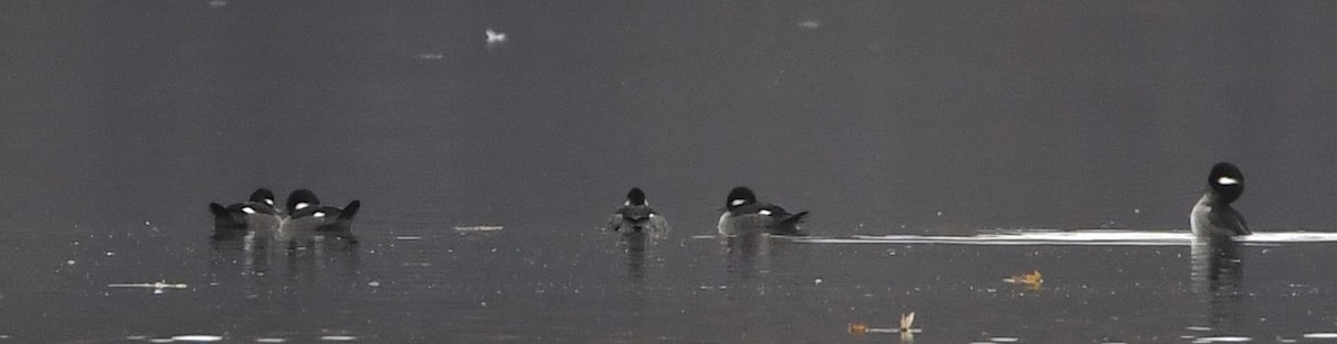 Bufflehead - ML644538456