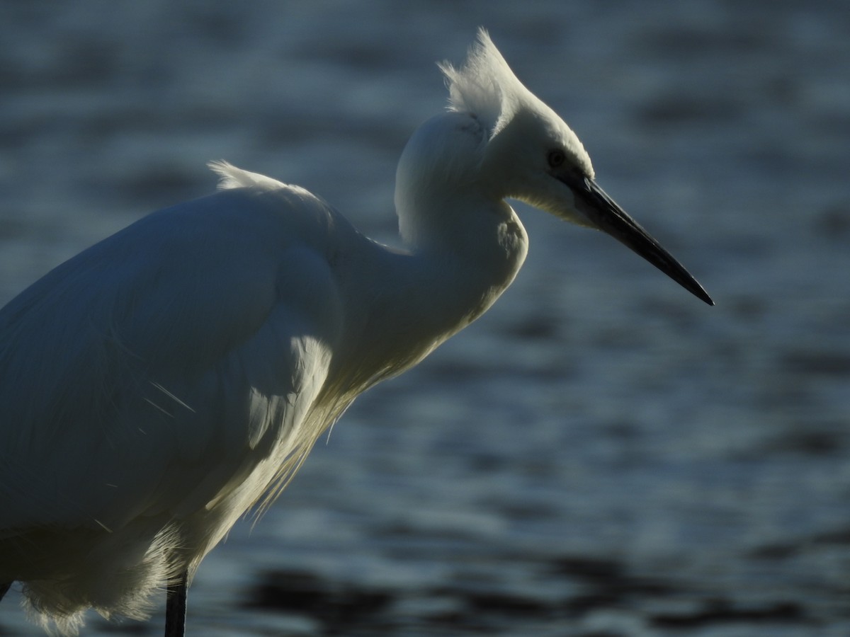 Little Egret - ML644538457