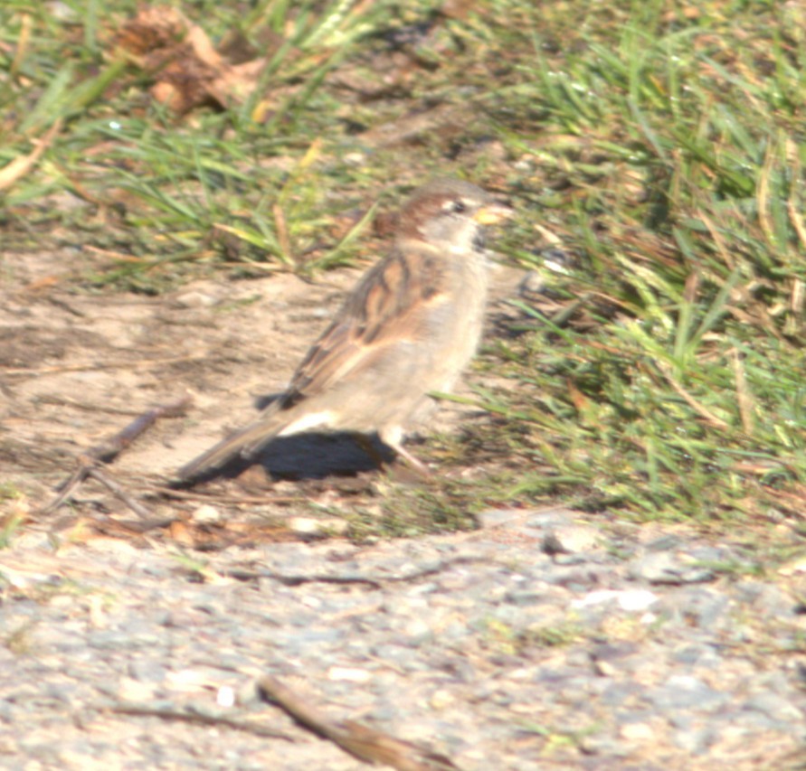 House Sparrow - ML644538458
