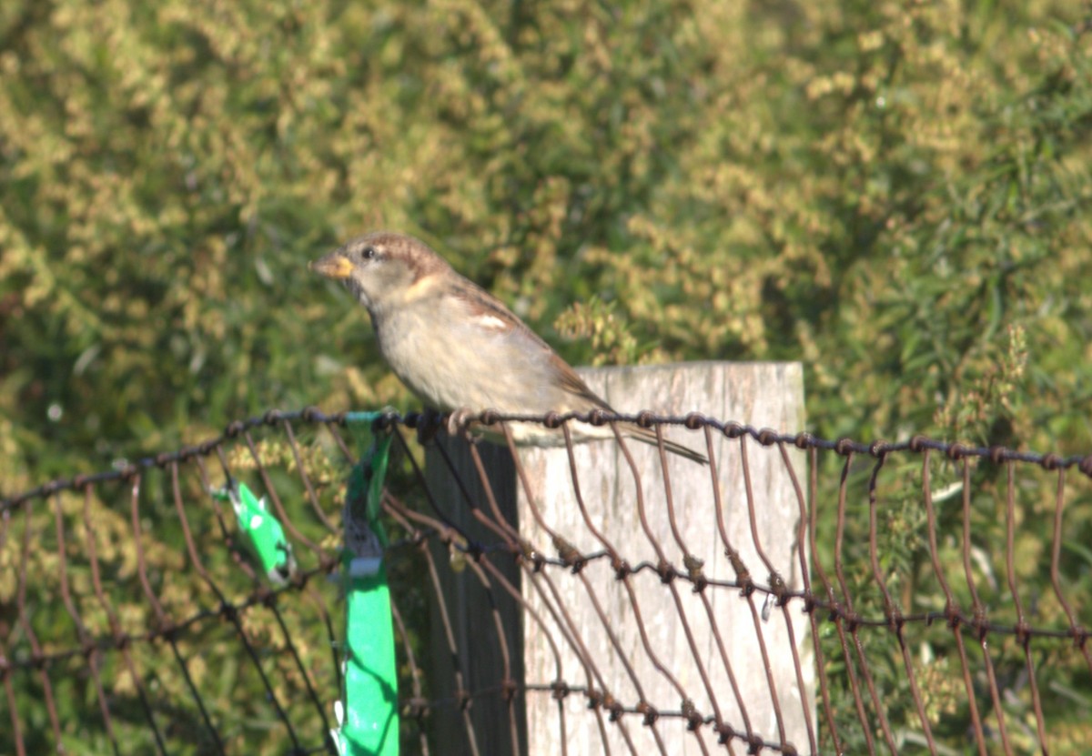 House Sparrow - ML644538459