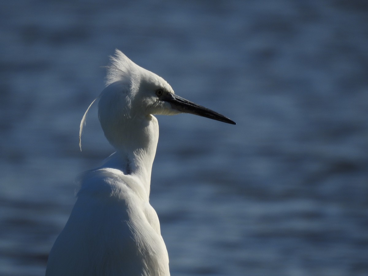 Little Egret - ML644538460