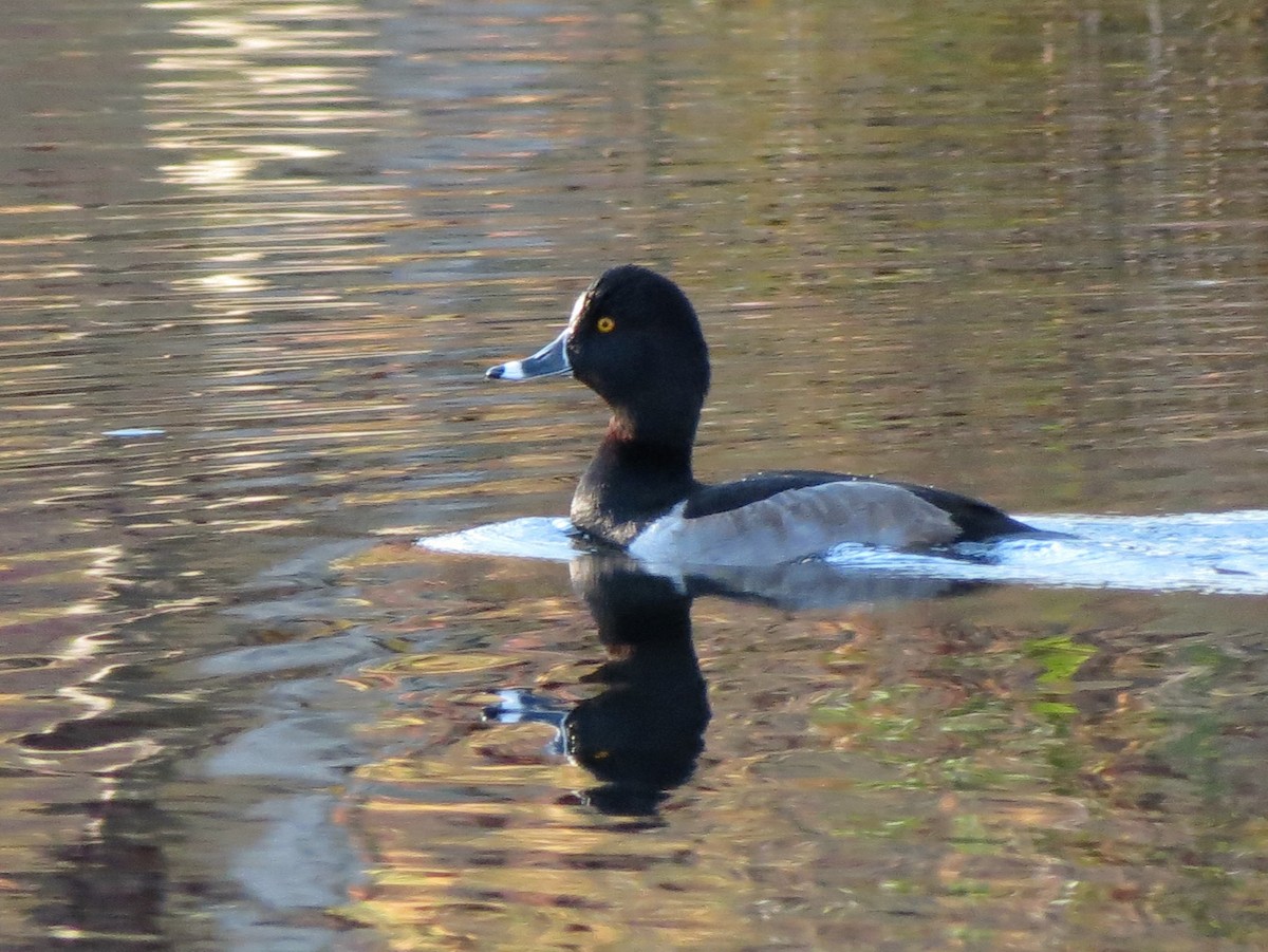 Ring-necked Duck - ML644538461