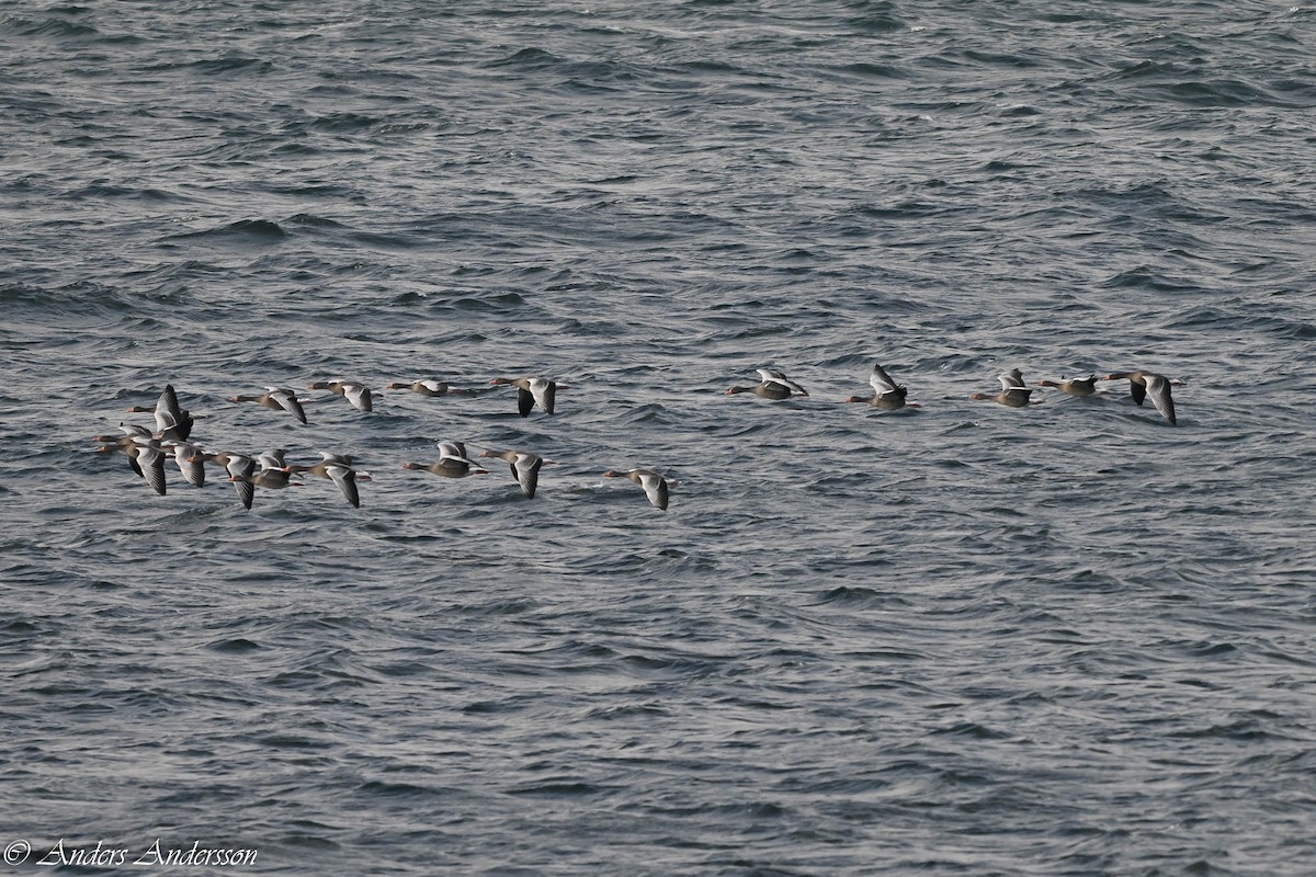 Graylag Goose - ML644538463