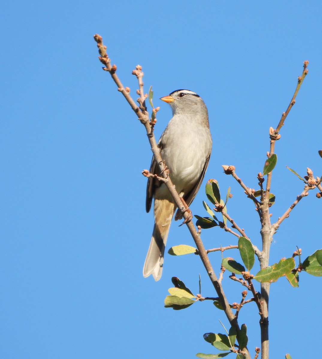 White-crowned Sparrow - ML644538464