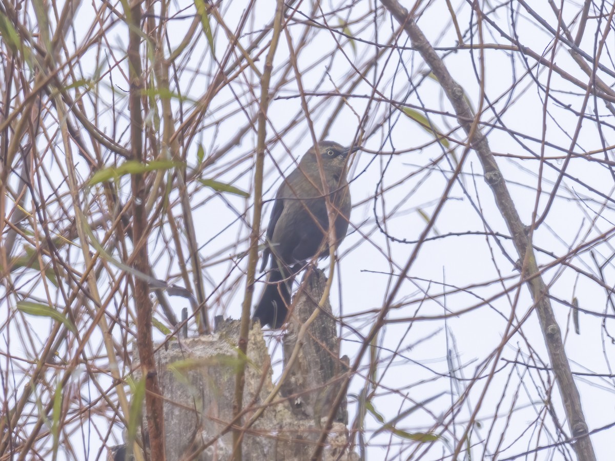 Rusty Blackbird - ML644538465