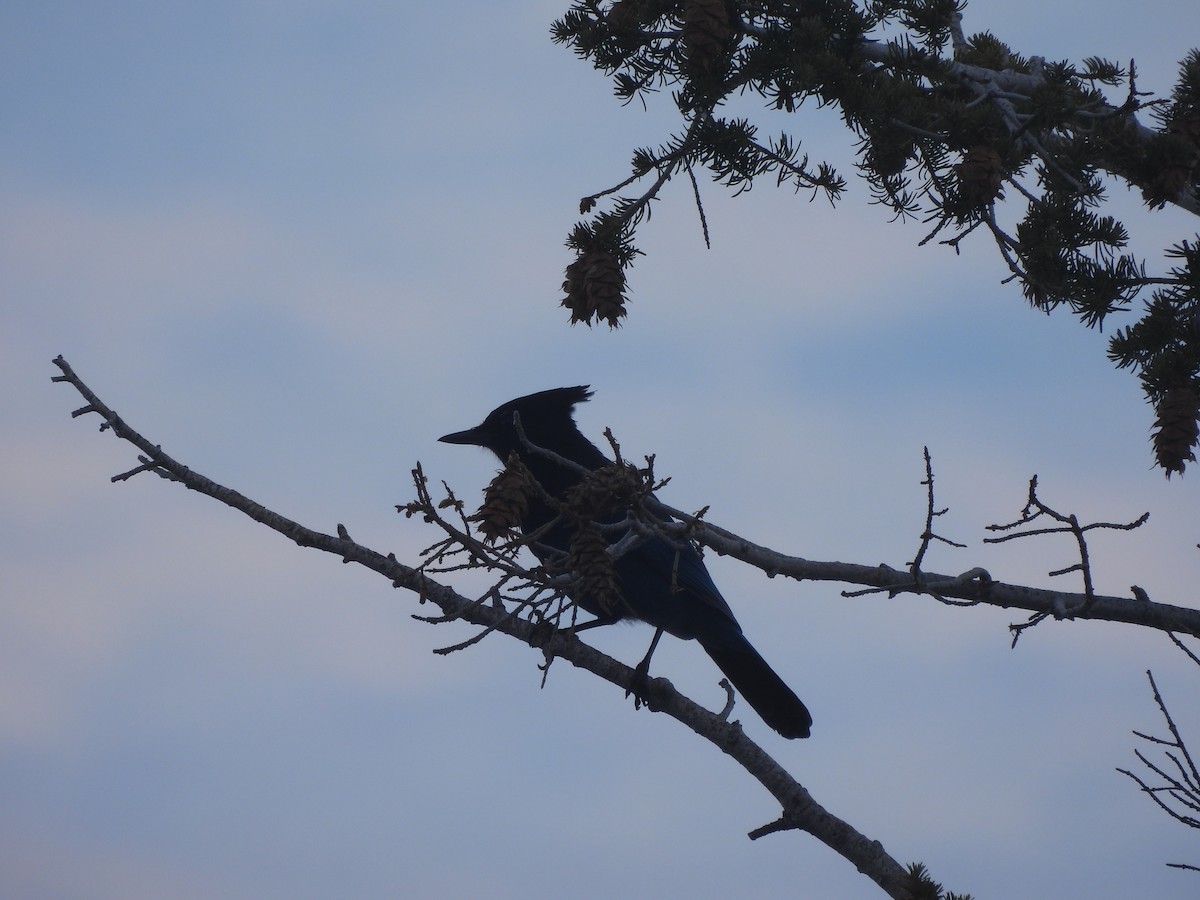 Steller's Jay - ML644538466