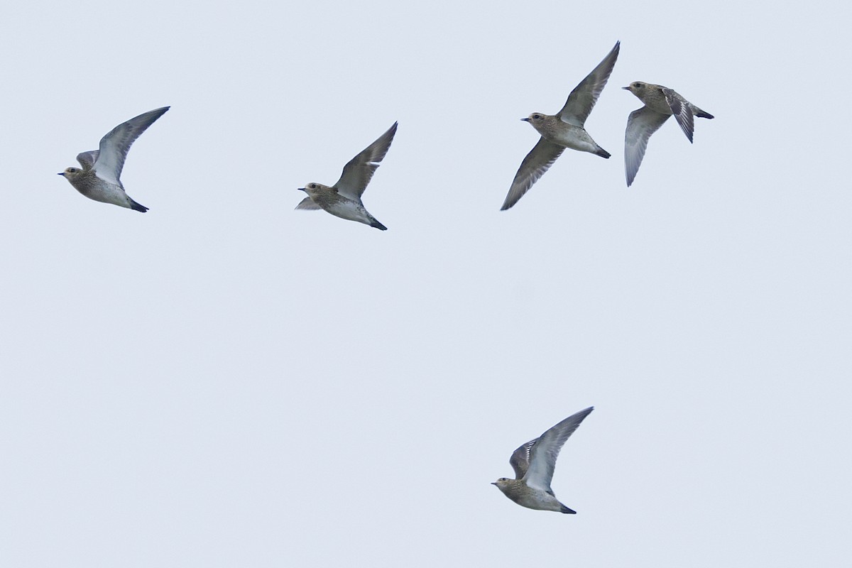 European Golden-Plover - ML644538467
