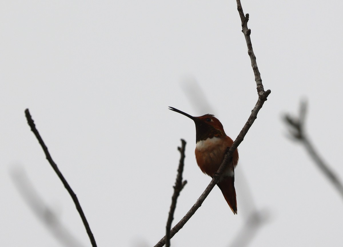 Allen's Hummingbird - ML644538469