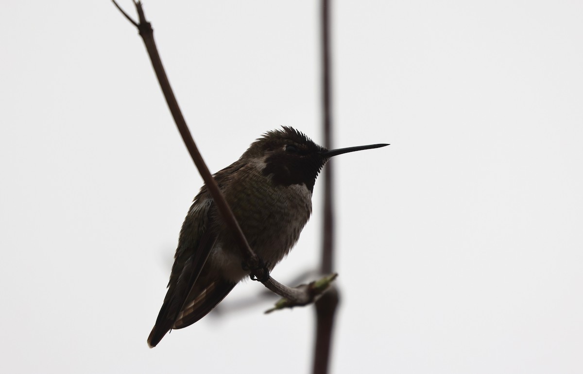 Anna's Hummingbird - ML644538470