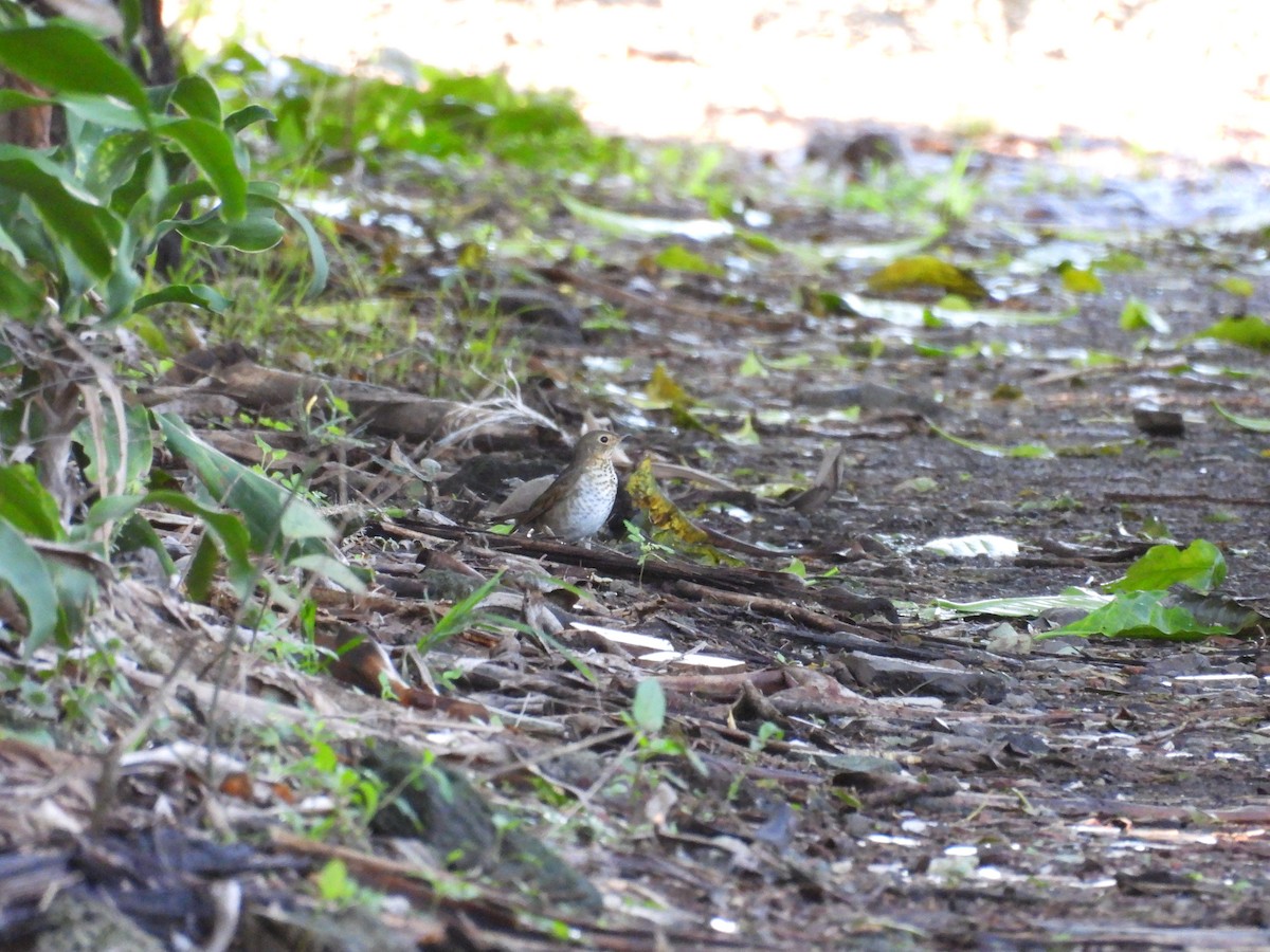 Swainson's Thrush - ML644538472