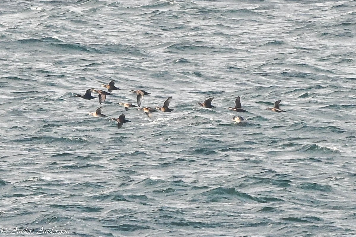 Common Scoter - ML644538475