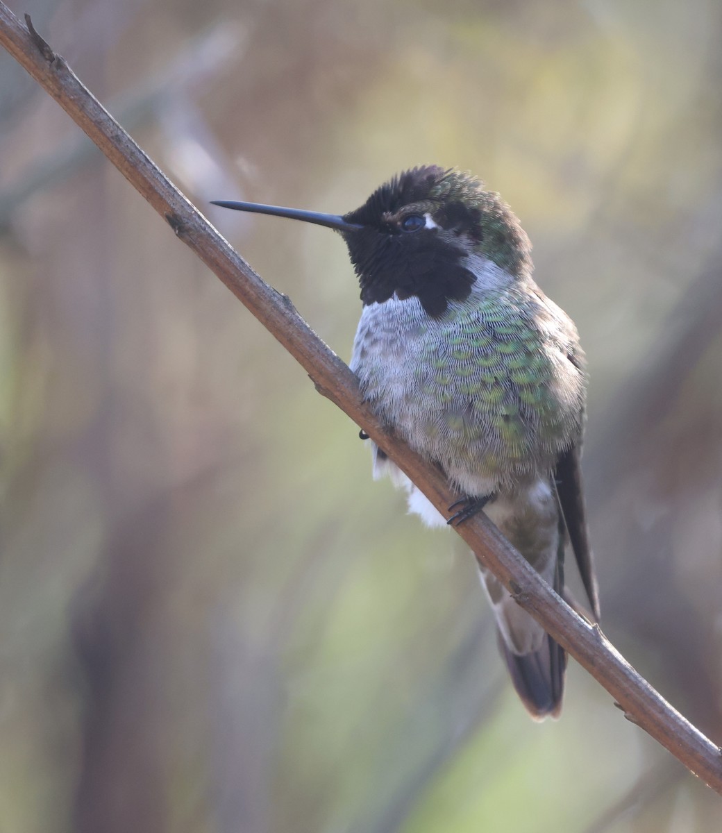 Anna's Hummingbird - ML644538480