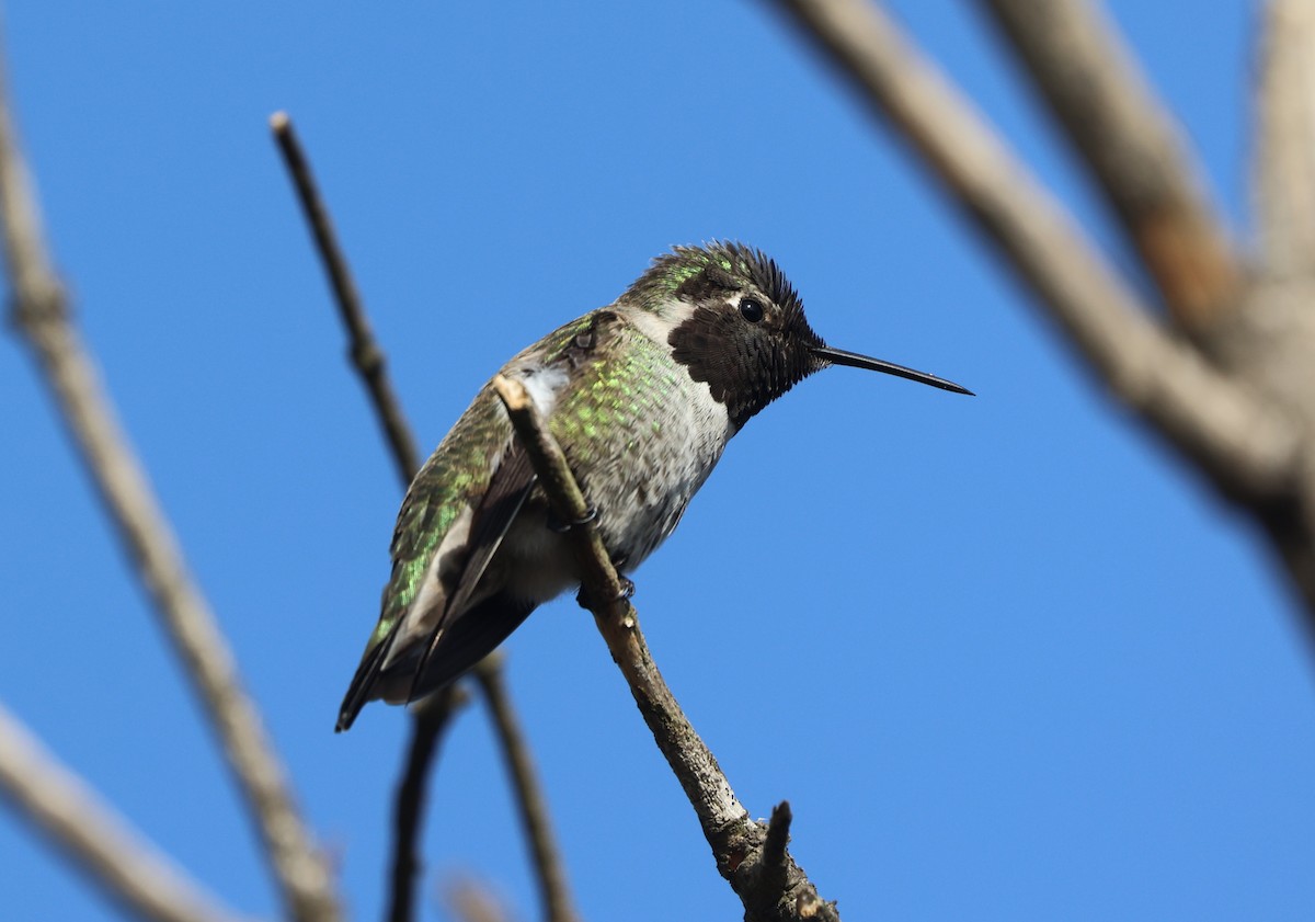 Anna's Hummingbird - ML644538481