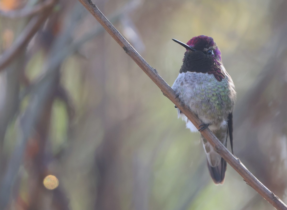 Anna's Hummingbird - ML644538482